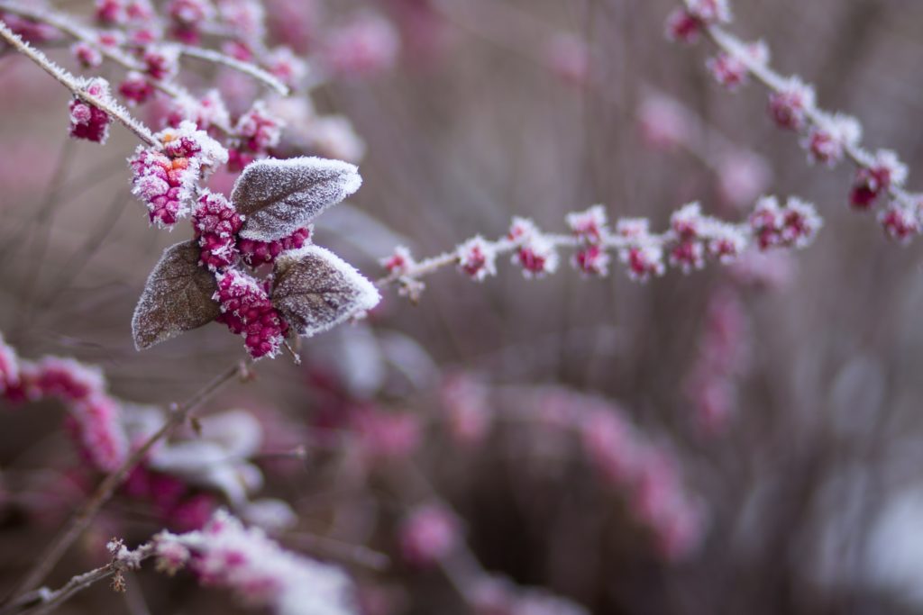 Best winter perfumes for women