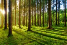 Top 10 Best Spring Colognes for Men