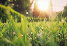 Top 10 Best Spring Perfumes for Women