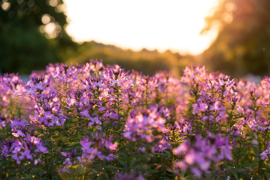 Top 10 Best Summer Perfumes for Women